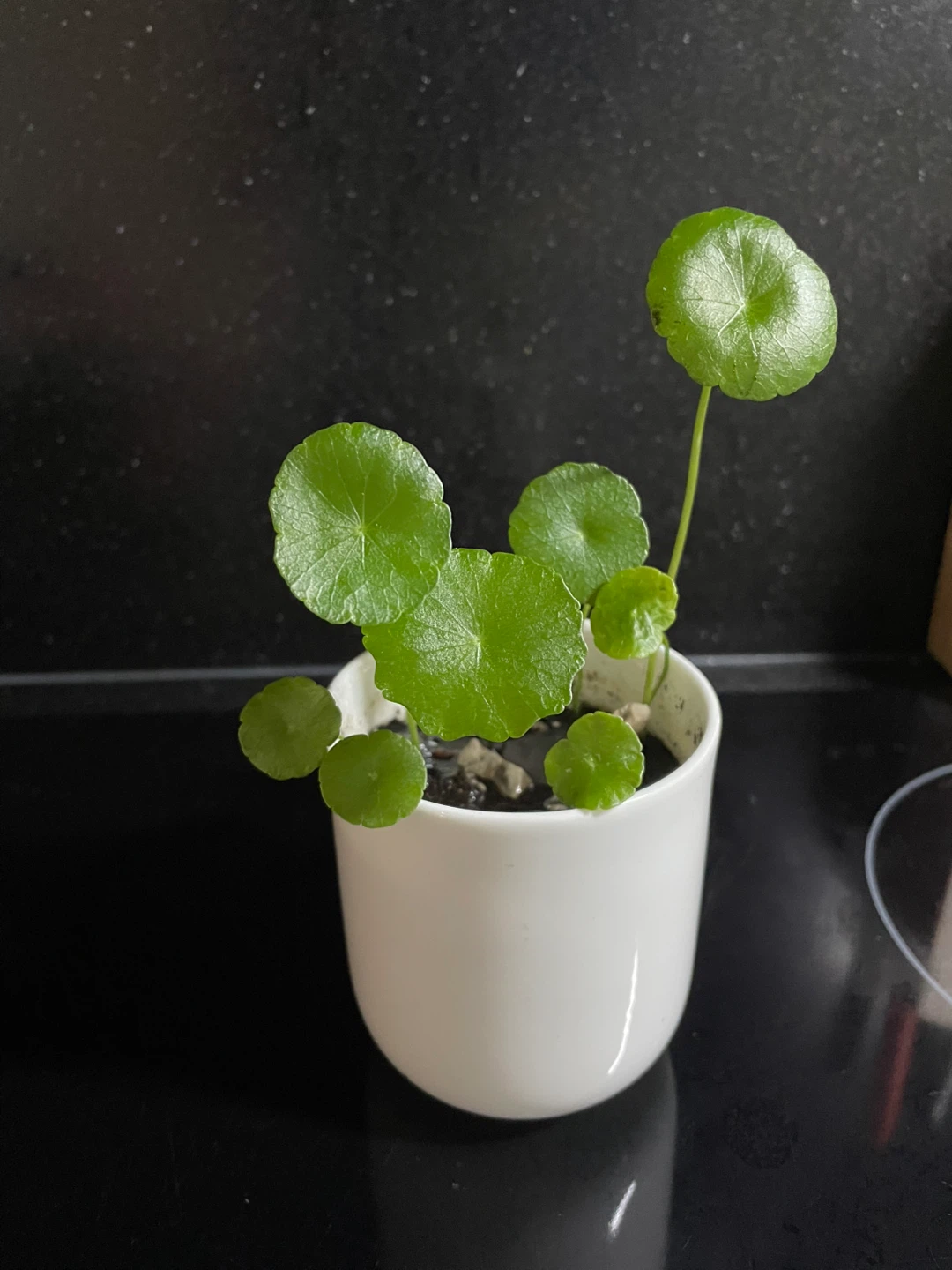 Chinese money Plant in White Pot