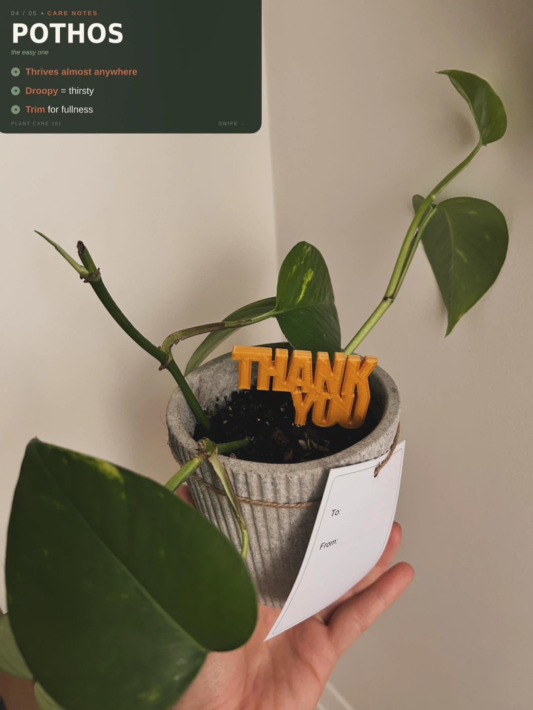 Assorted Plant Gifts ($10-15 each) - photo 3