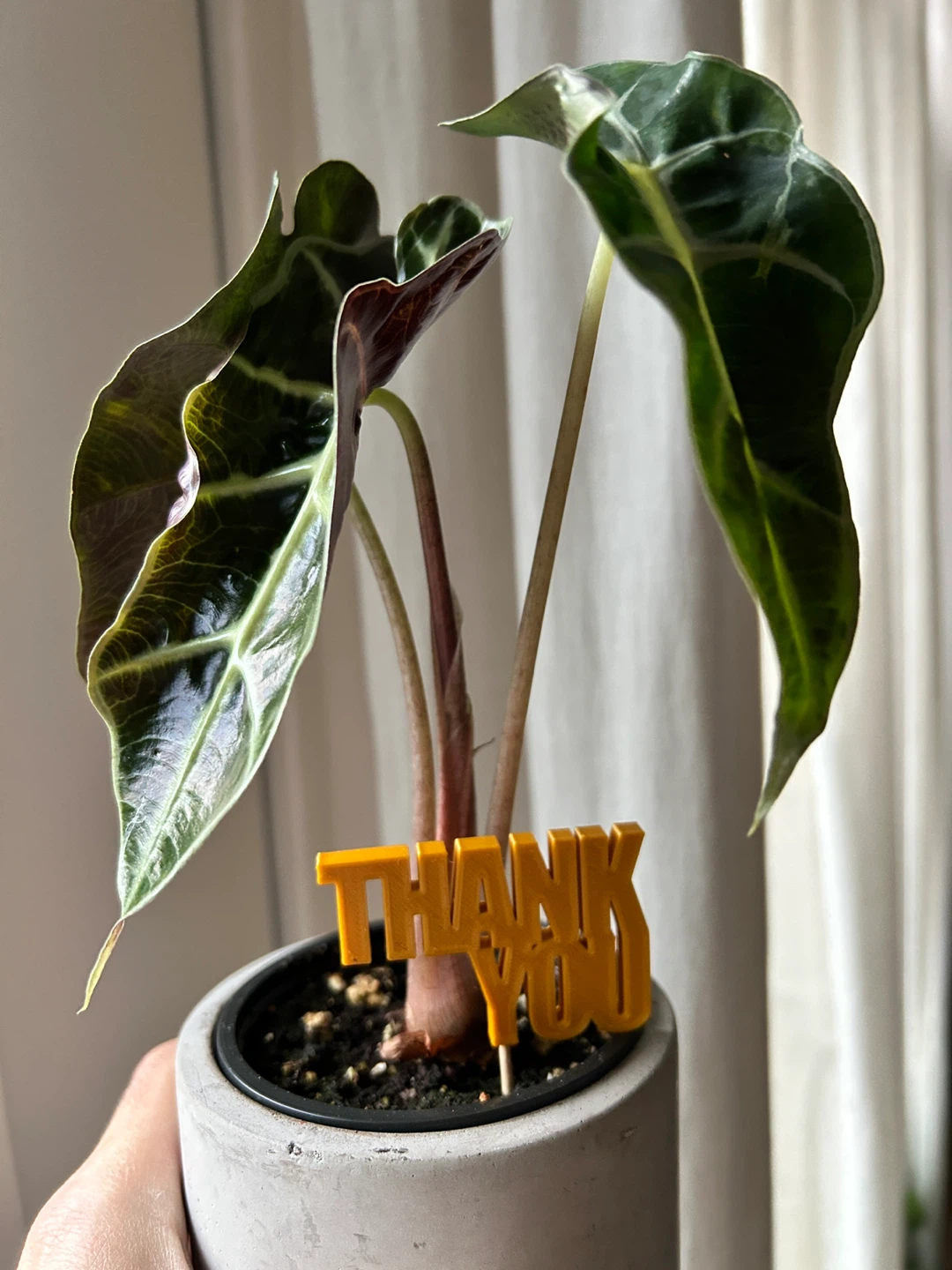 Assorted Plant Gifts ($10-15 each) - photo 4