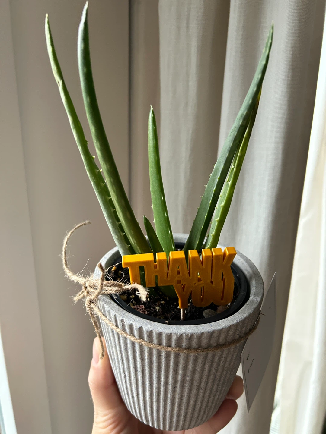 Assorted Plant Gifts ($10-15 each) - photo 5