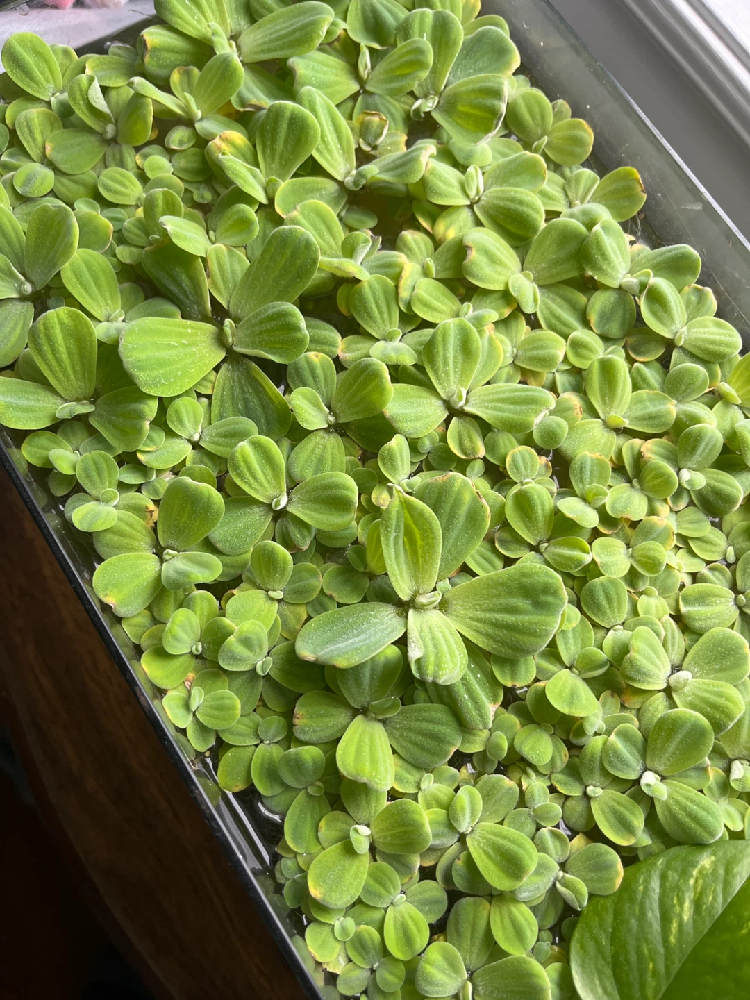 Dwarf Water Lettuce