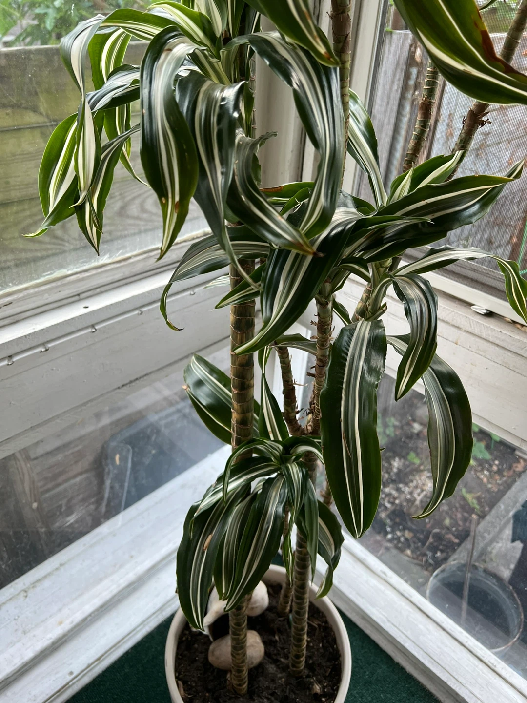 70” Dracaena Fragrans 'Massangeana' Corn Plant