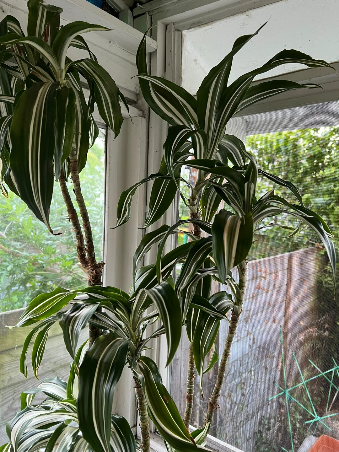 70” Dracaena Fragrans 'Massangeana' Corn Plant - photo 2