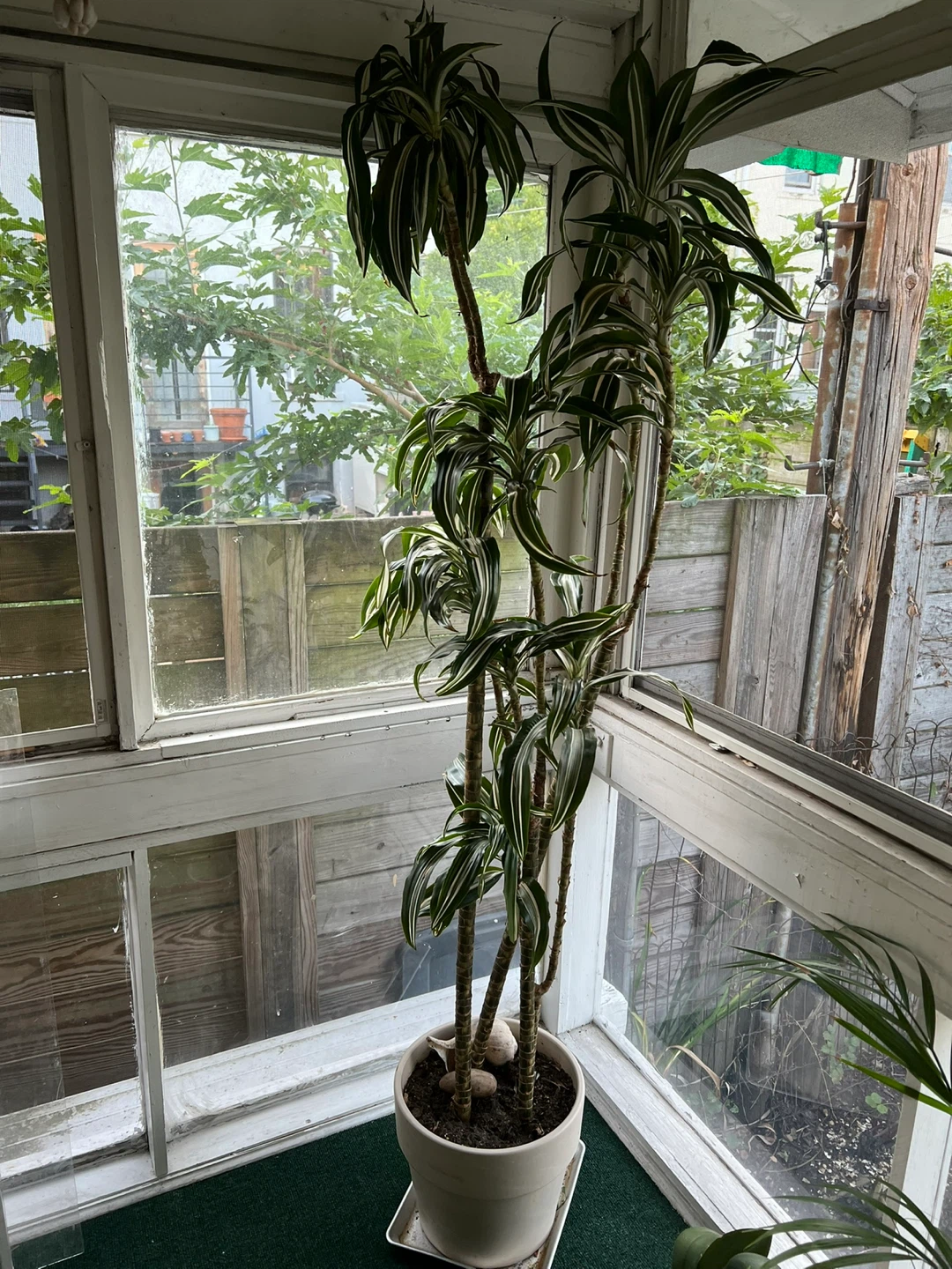 70” Dracaena Fragrans 'Massangeana' Corn Plant - photo 3