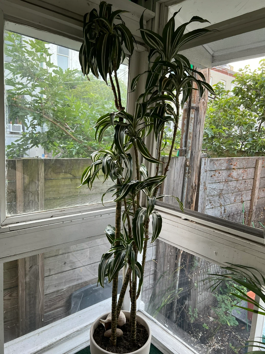 70” Dracaena Fragrans 'Massangeana' Corn Plant - photo 4