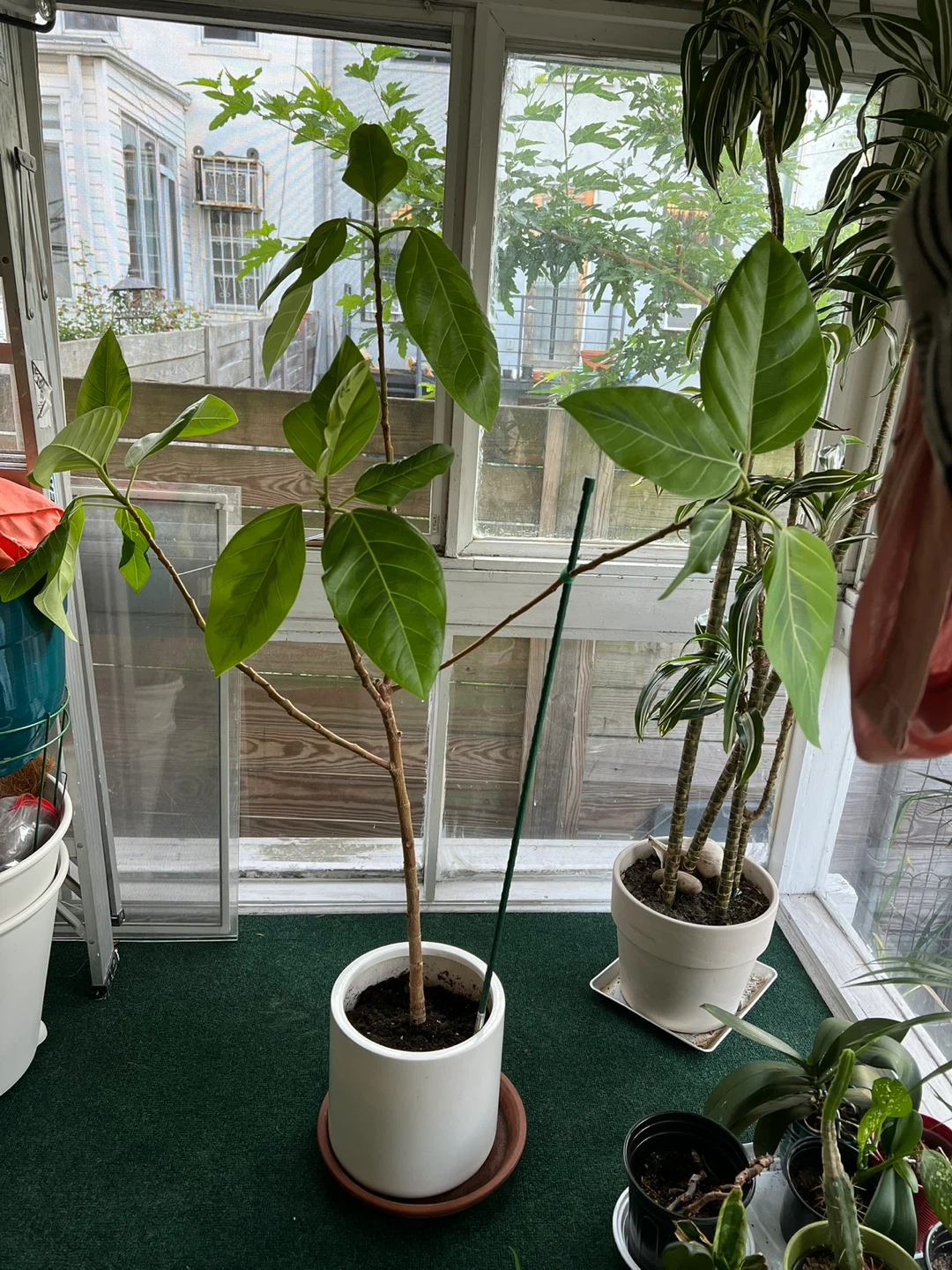 Ficus Audrey Plant