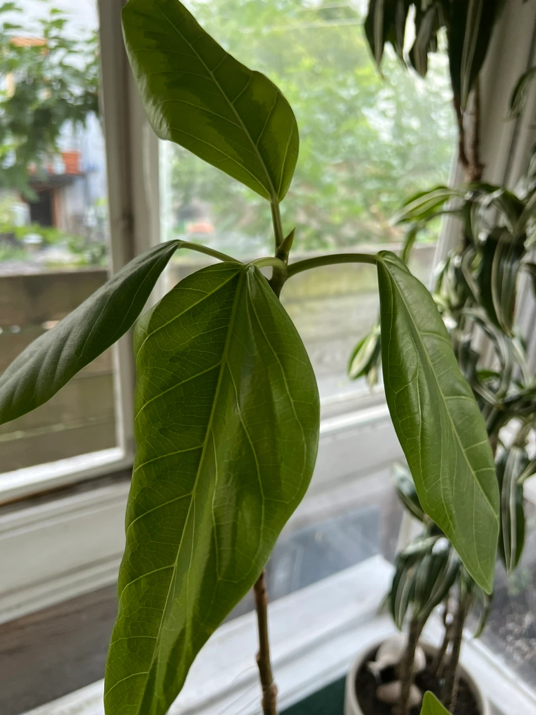 Ficus Audrey Plant - photo 2