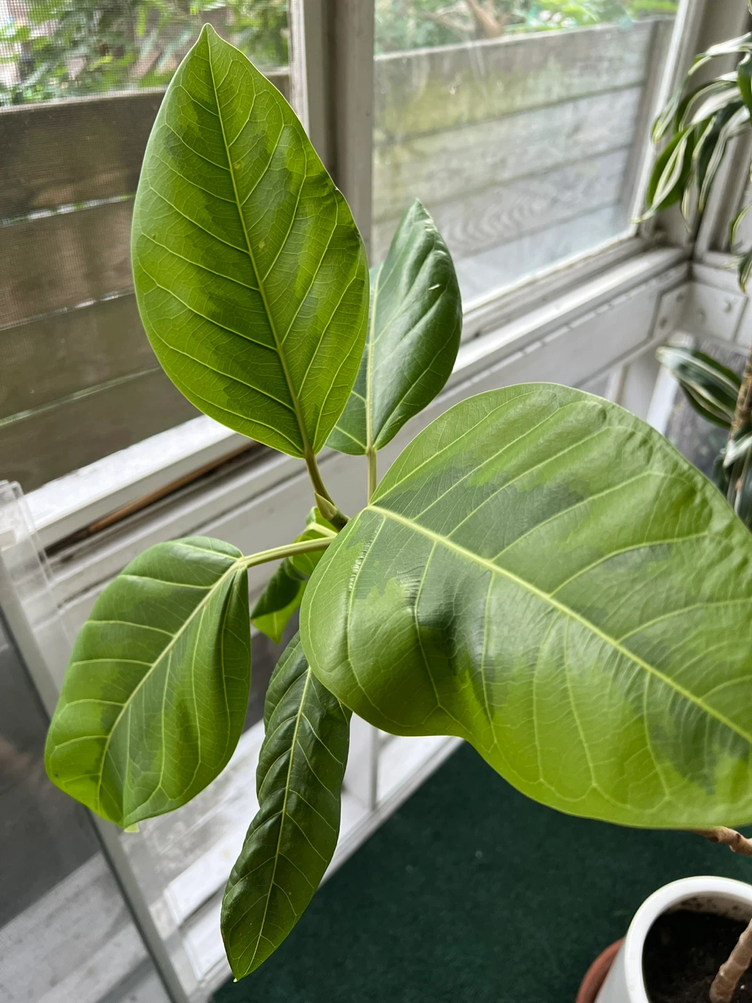 Ficus Audrey Plant - photo 3