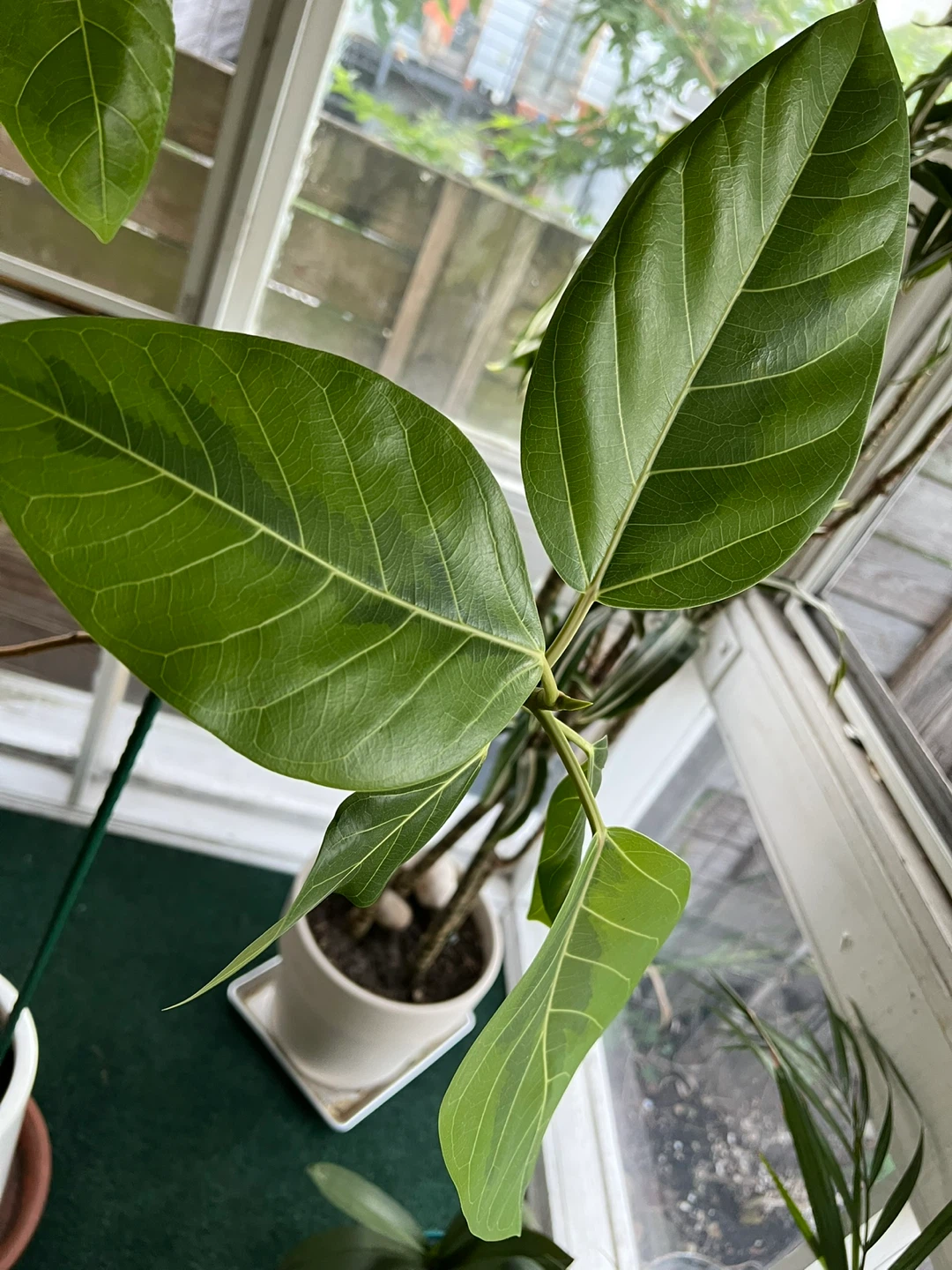 Ficus Audrey Plant - photo 4