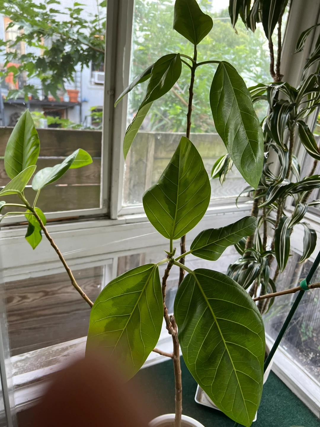 Ficus Audrey Plant - photo 5