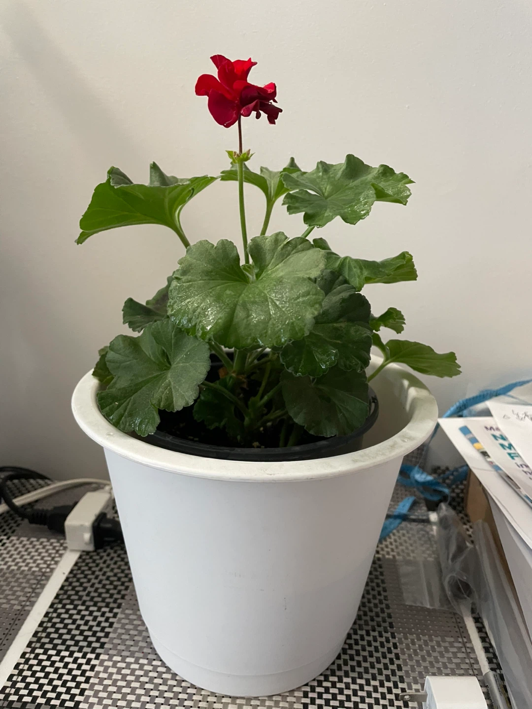 Red Geranium Plant in White Pot