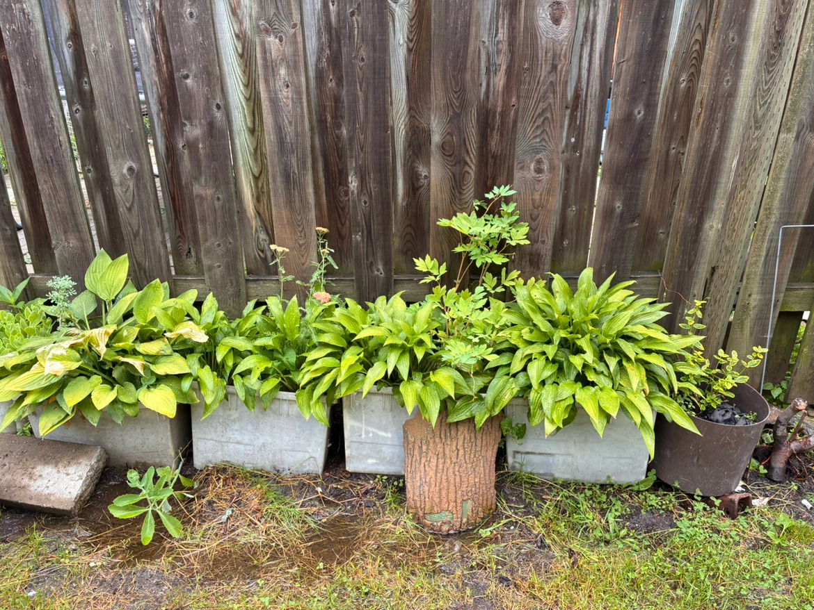 be transplanted into your own landscape or larger pots.
