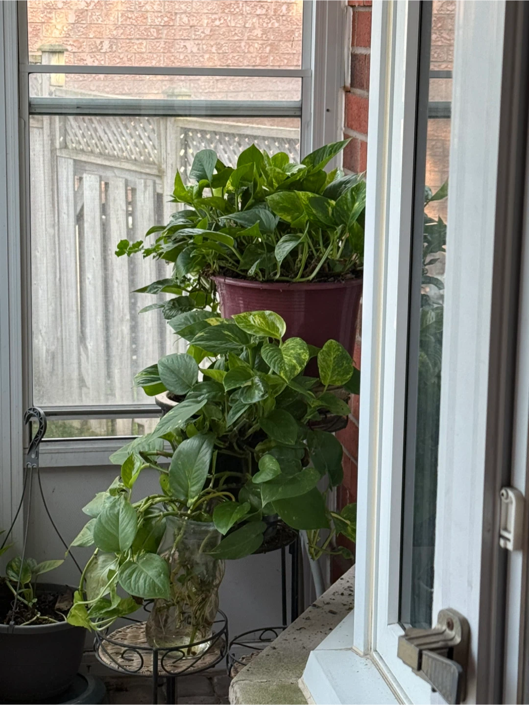 Pothos Plants - Multiple Pots
