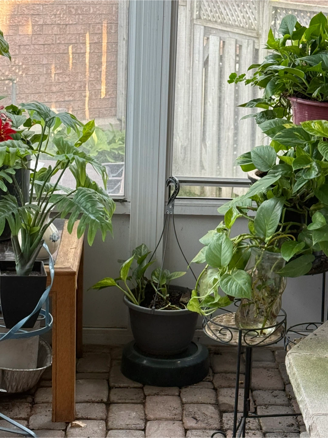 Pothos Plants - Multiple Pots - photo 2