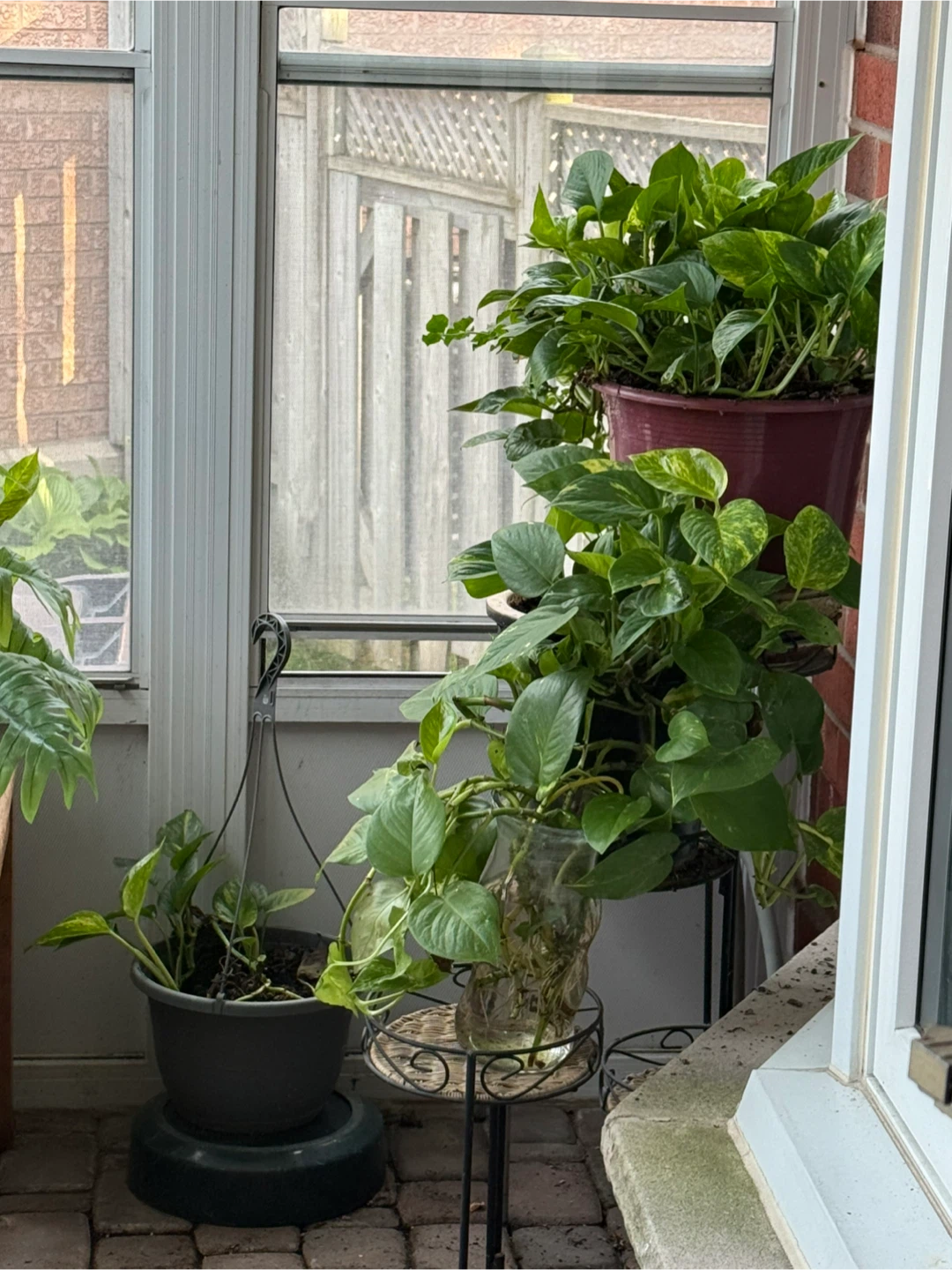 Pothos Plants - Multiple Pots - photo 3