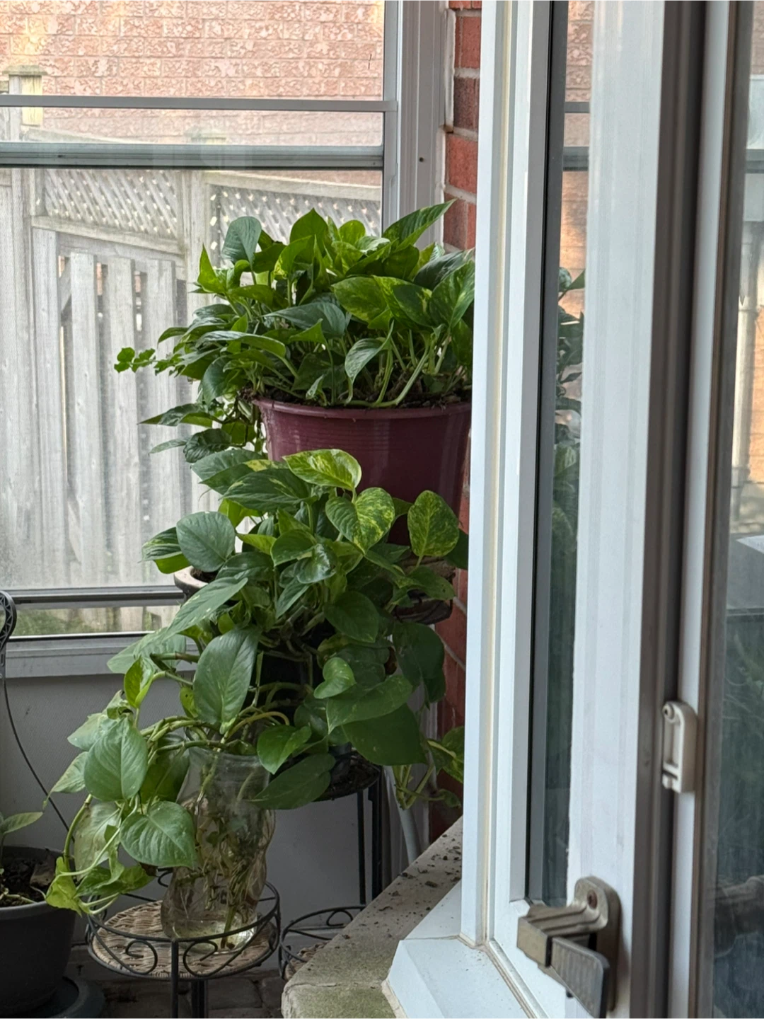 Pothos Plants - Multiple Pots - photo 4