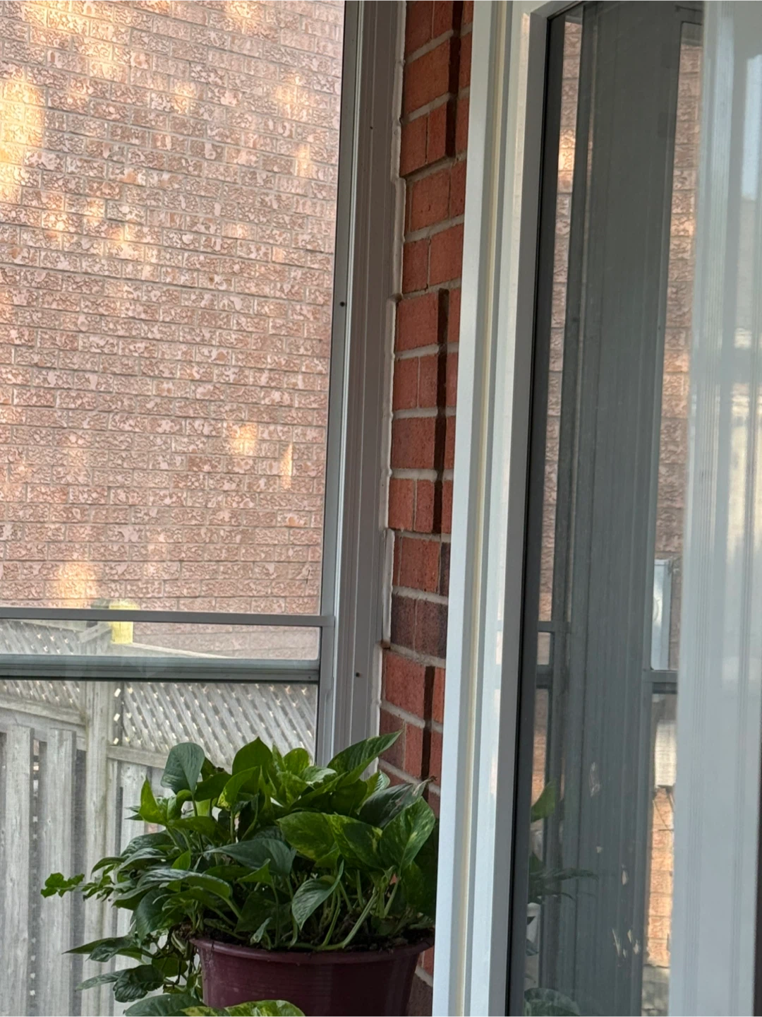 Pothos Plants - Multiple Pots - photo 5