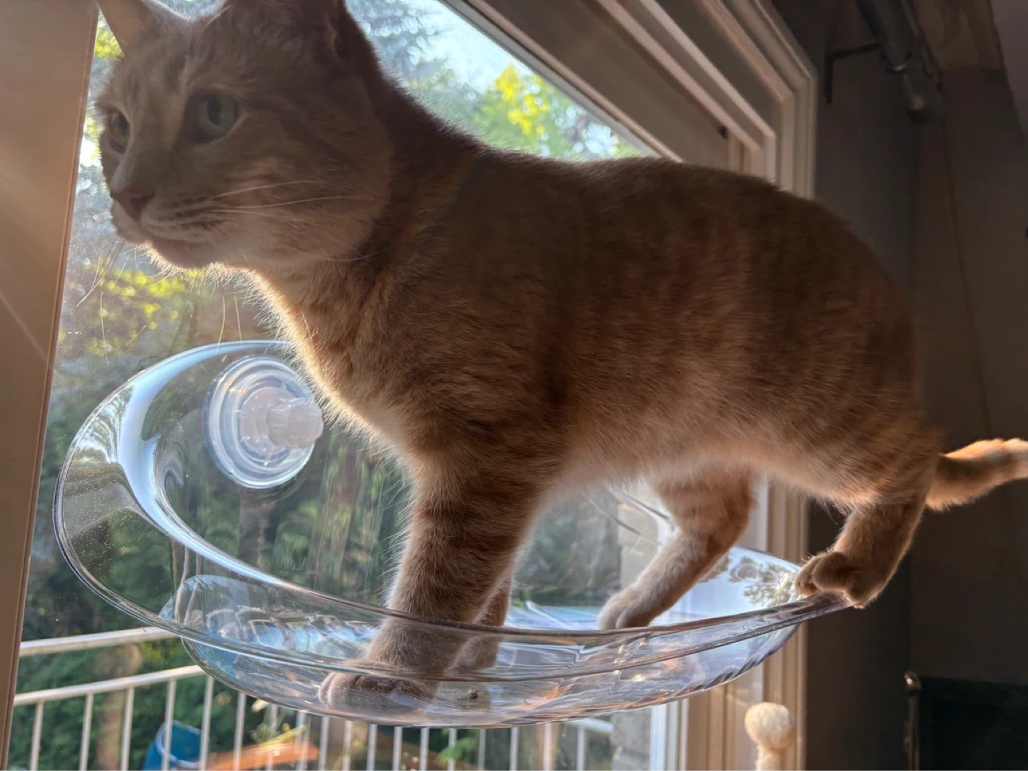 Cat Window Perch - Transparent