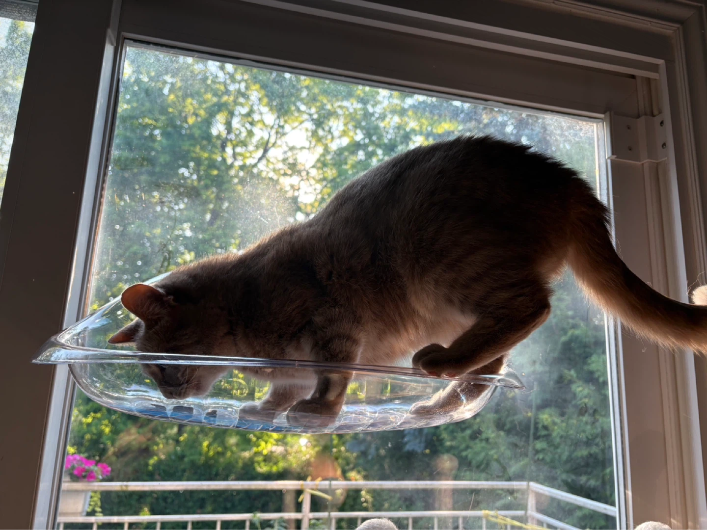 Cat Window Perch - Transparent - photo 2