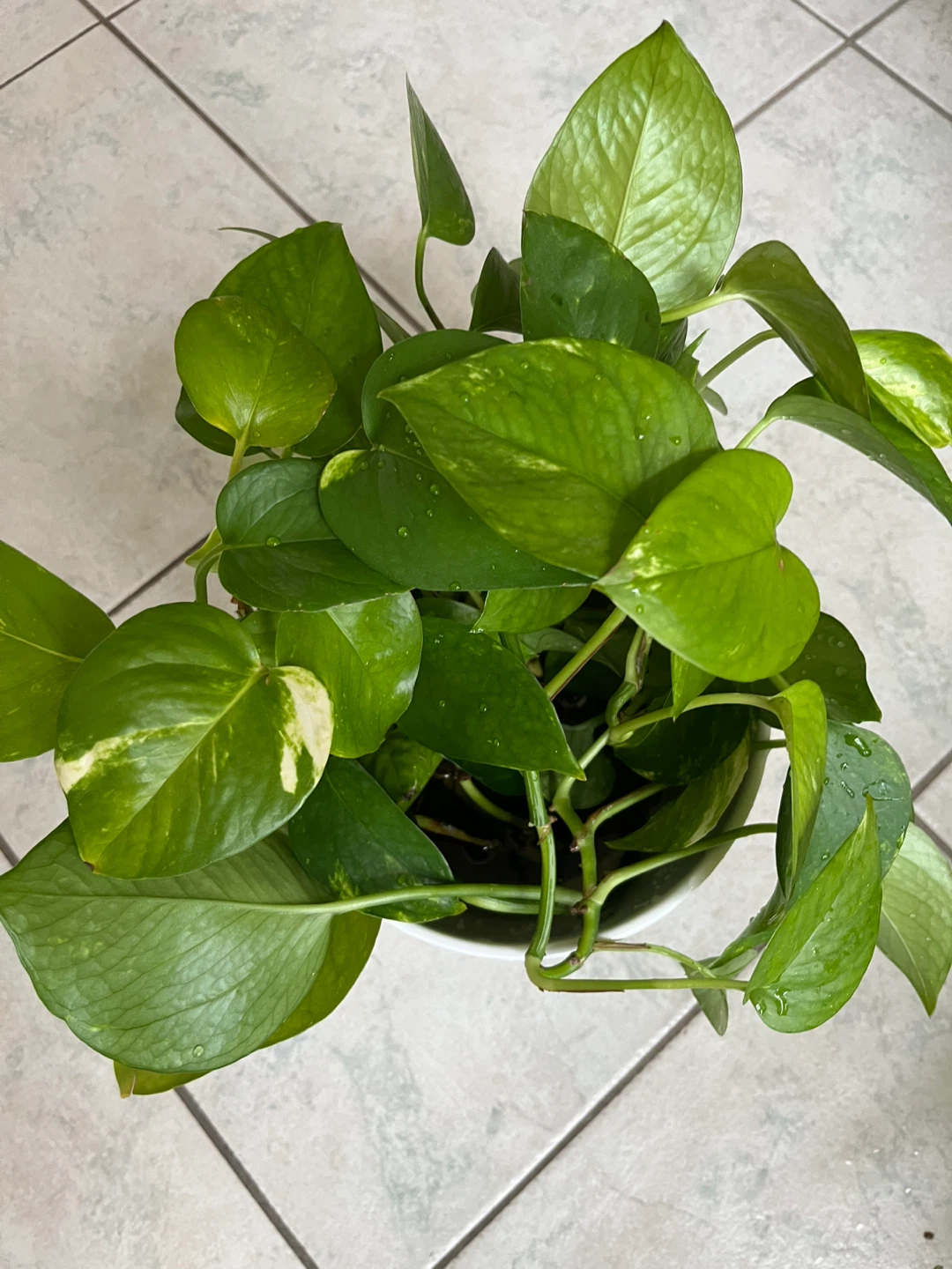 Golden Pothos Plant