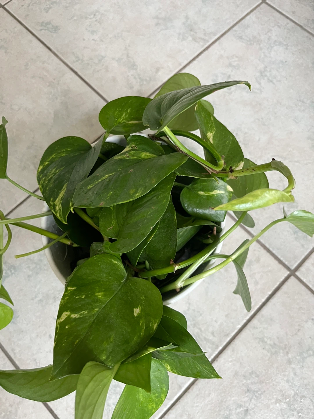 Golden Pothos Plant - photo 2