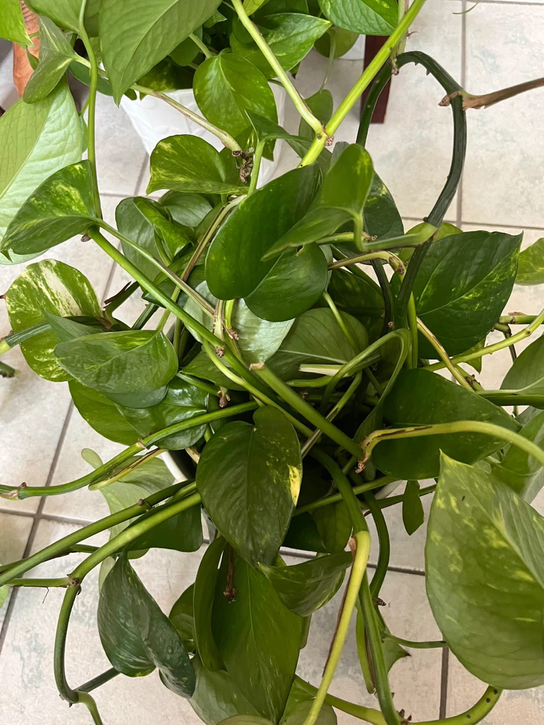 Golden Pothos Plant - photo 3