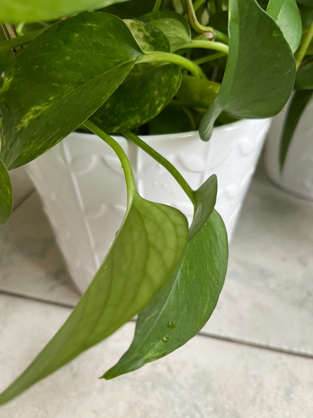 Golden Pothos Plant - photo 4