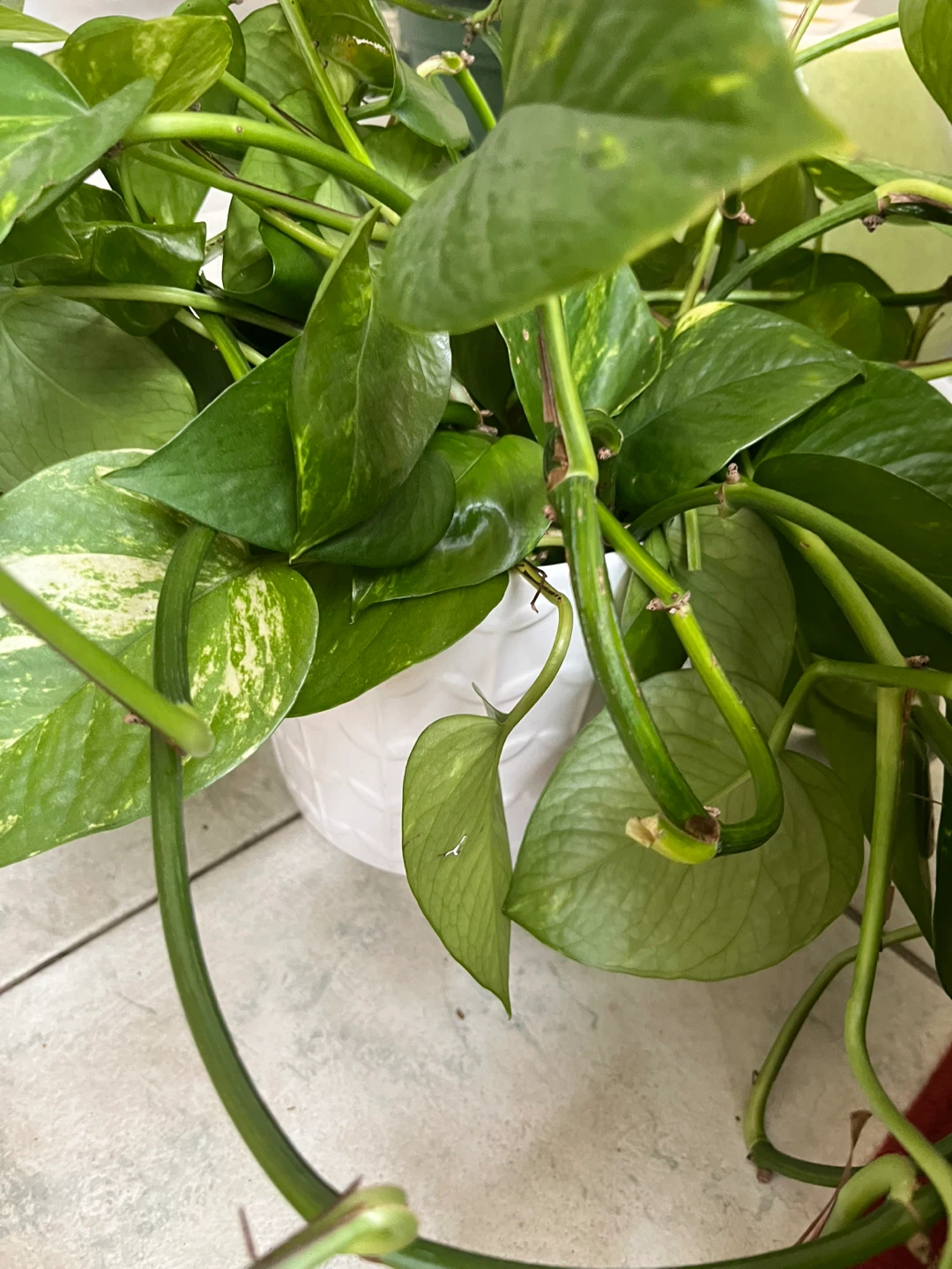 Golden Pothos Plant - photo 5
