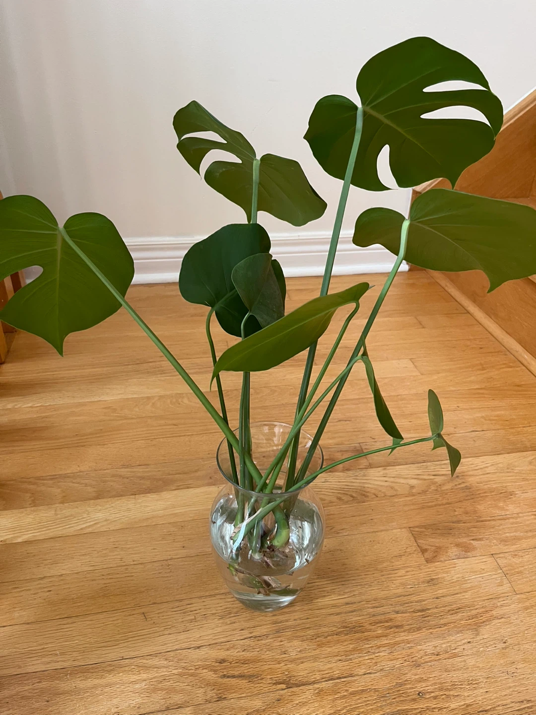 Monstera Deliciosa Plant Cuttings in Vase