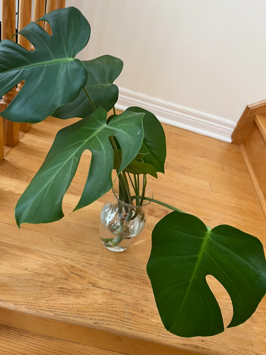 Monstera Deliciosa Plant Cuttings in Vase - photo 2