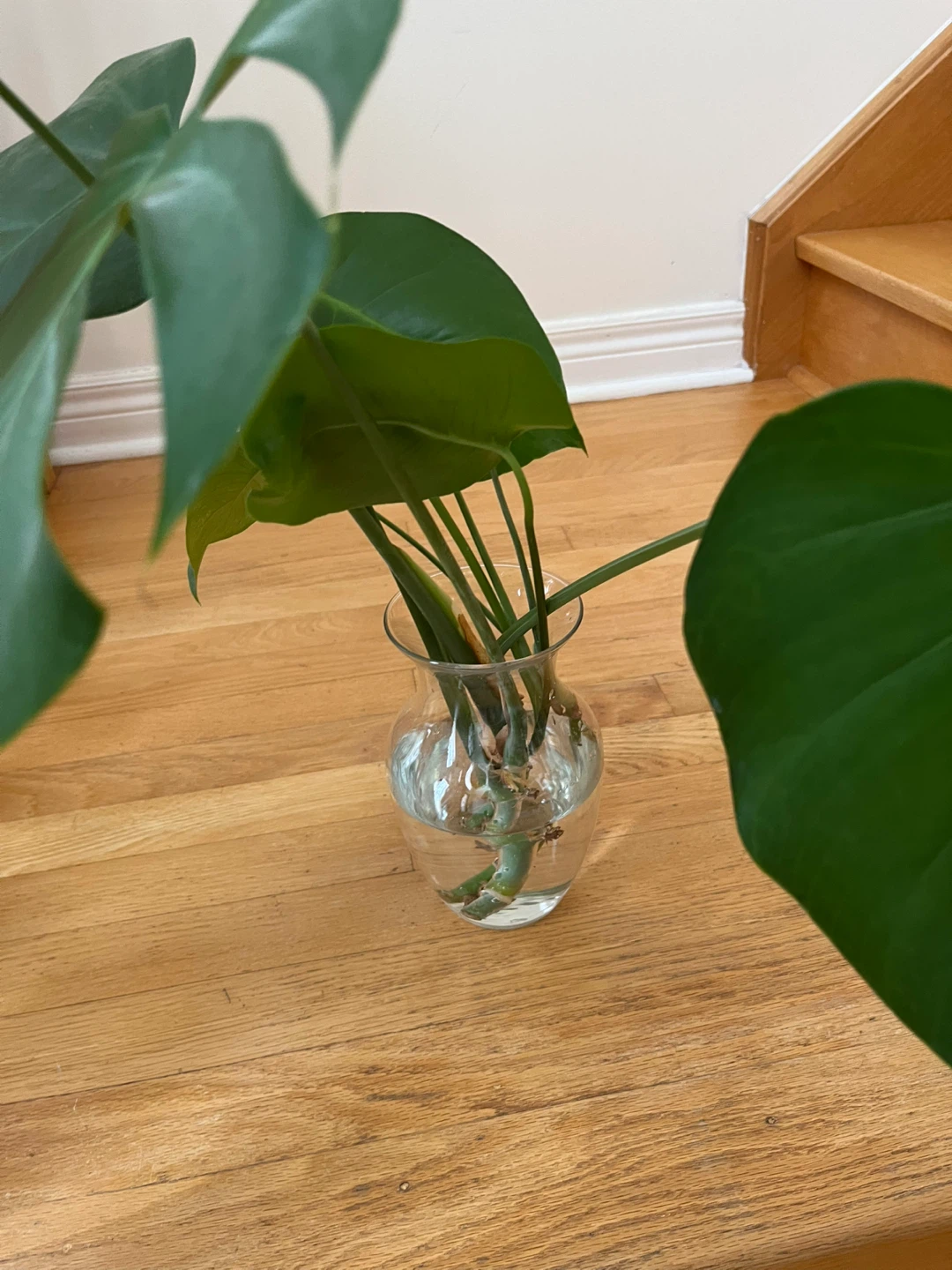 Monstera Deliciosa Plant Cuttings in Vase - photo 3