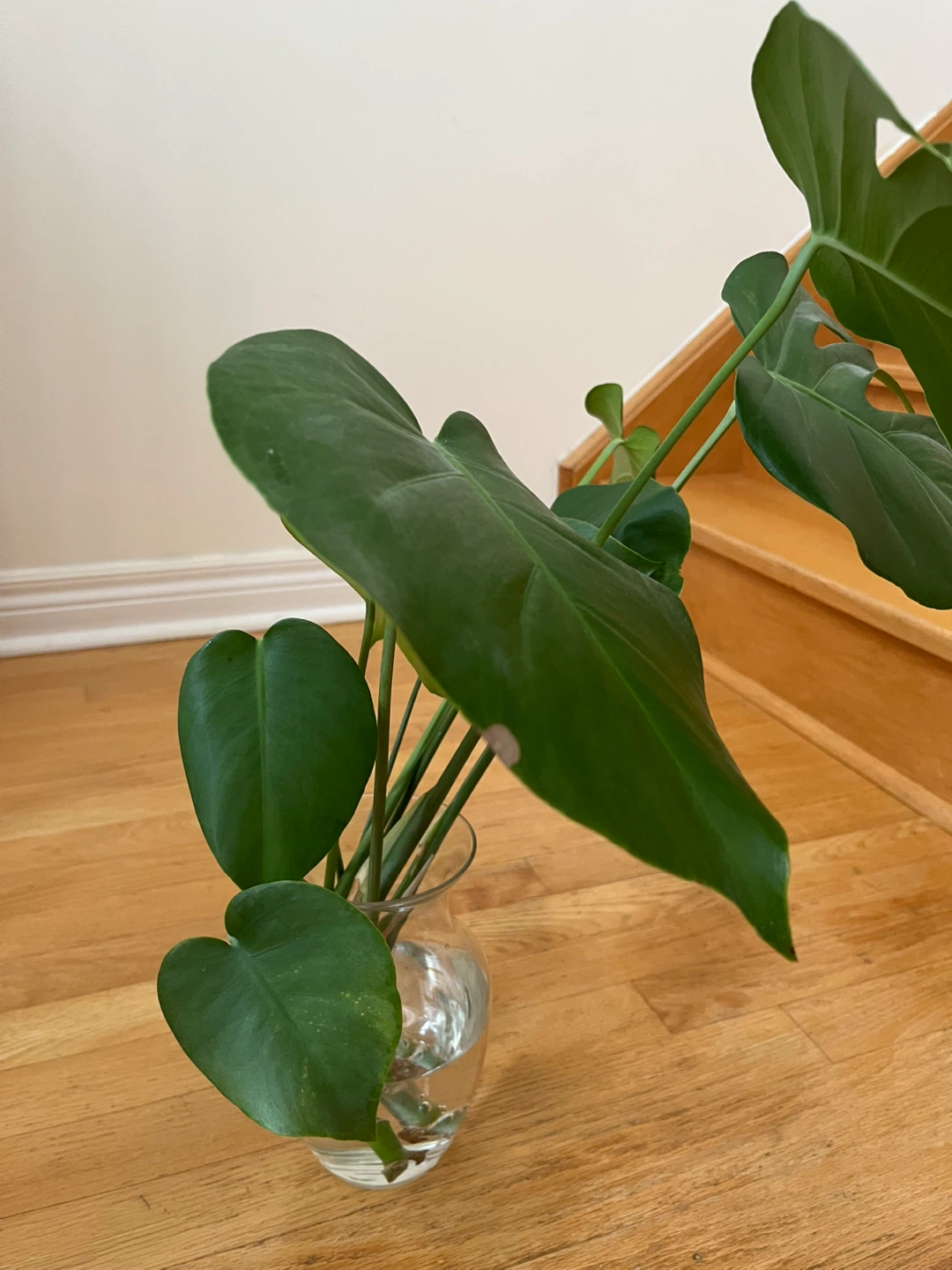 Monstera Deliciosa Plant Cuttings in Vase - photo 4