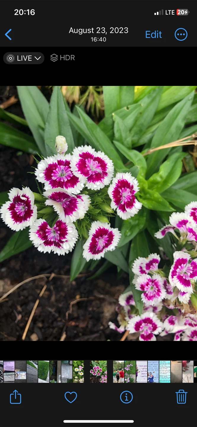 SALE:All Perennial plants, BE Susan, Pink Obediente, Dianthus .. - photo 3