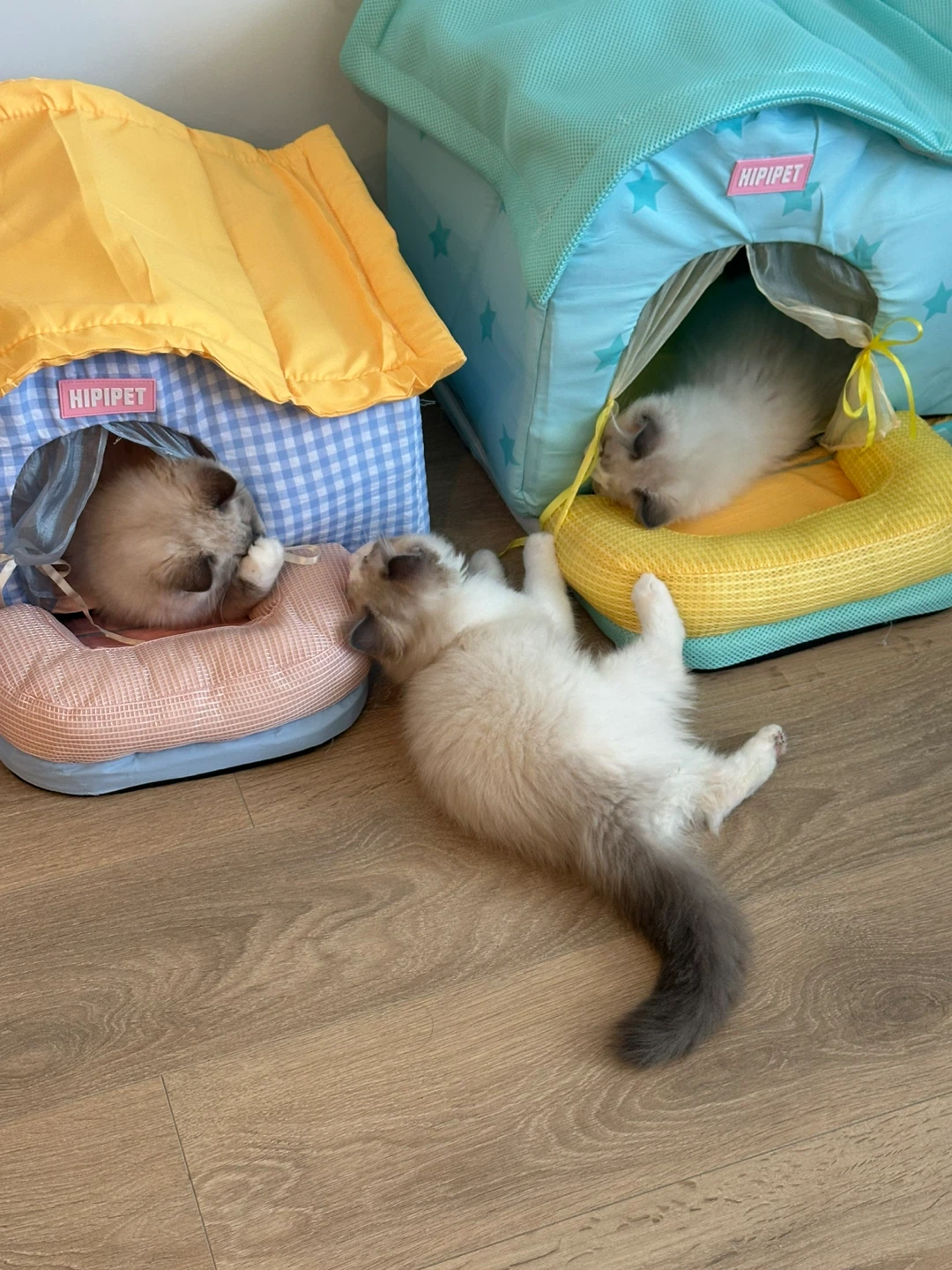 Ice cooling house for pets - ice pack included - photo 2