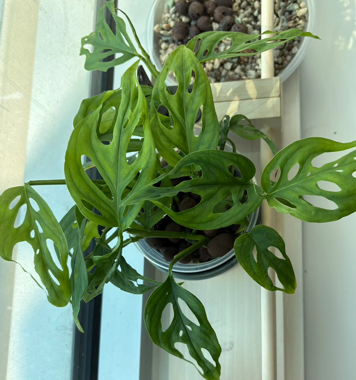 Monstera Adansonii Rooted Cuttings