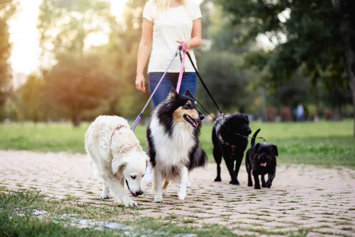 Pet sitting