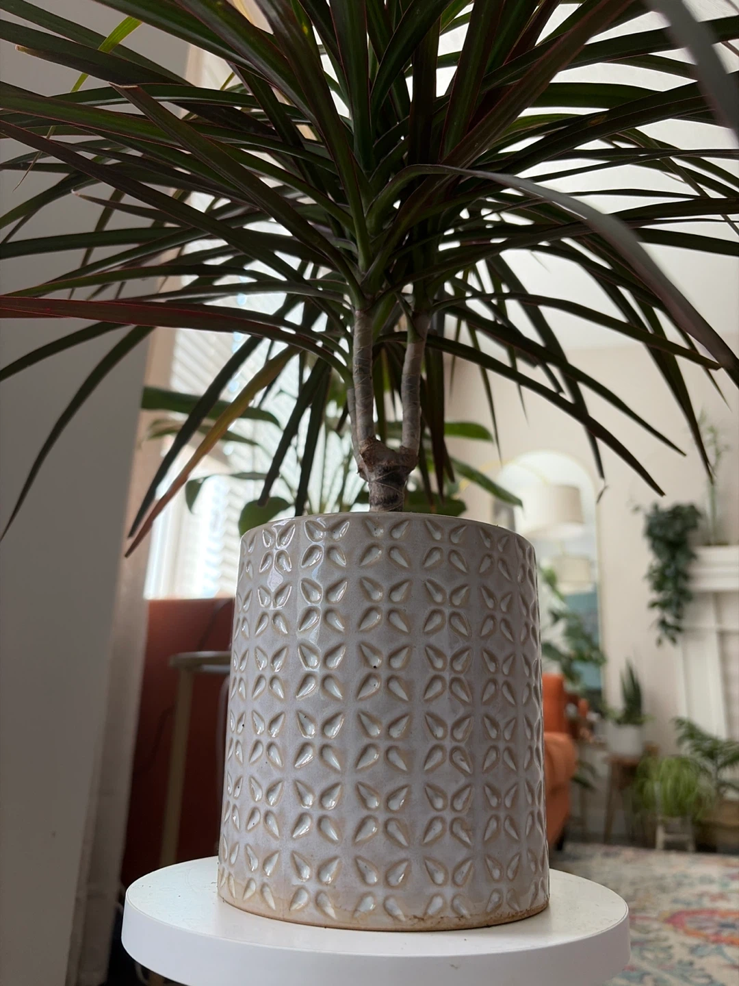 Dracaena Plant in Textured Pot - photo 3