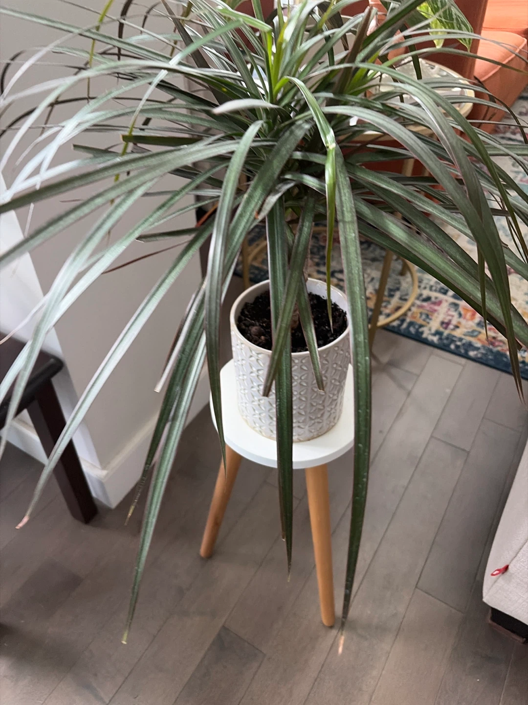 Dracaena Plant in Textured Pot - photo 4