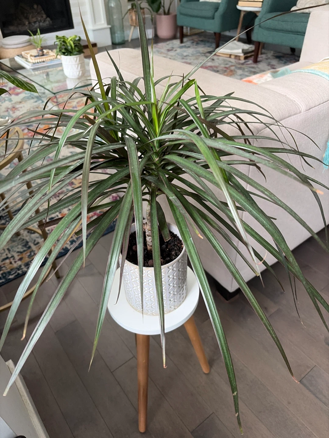 Dracaena Plant in Textured Pot