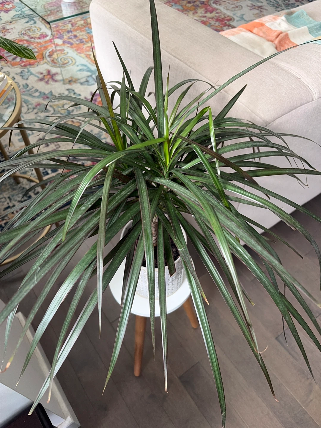 Dracaena Plant in Textured Pot - photo 2
