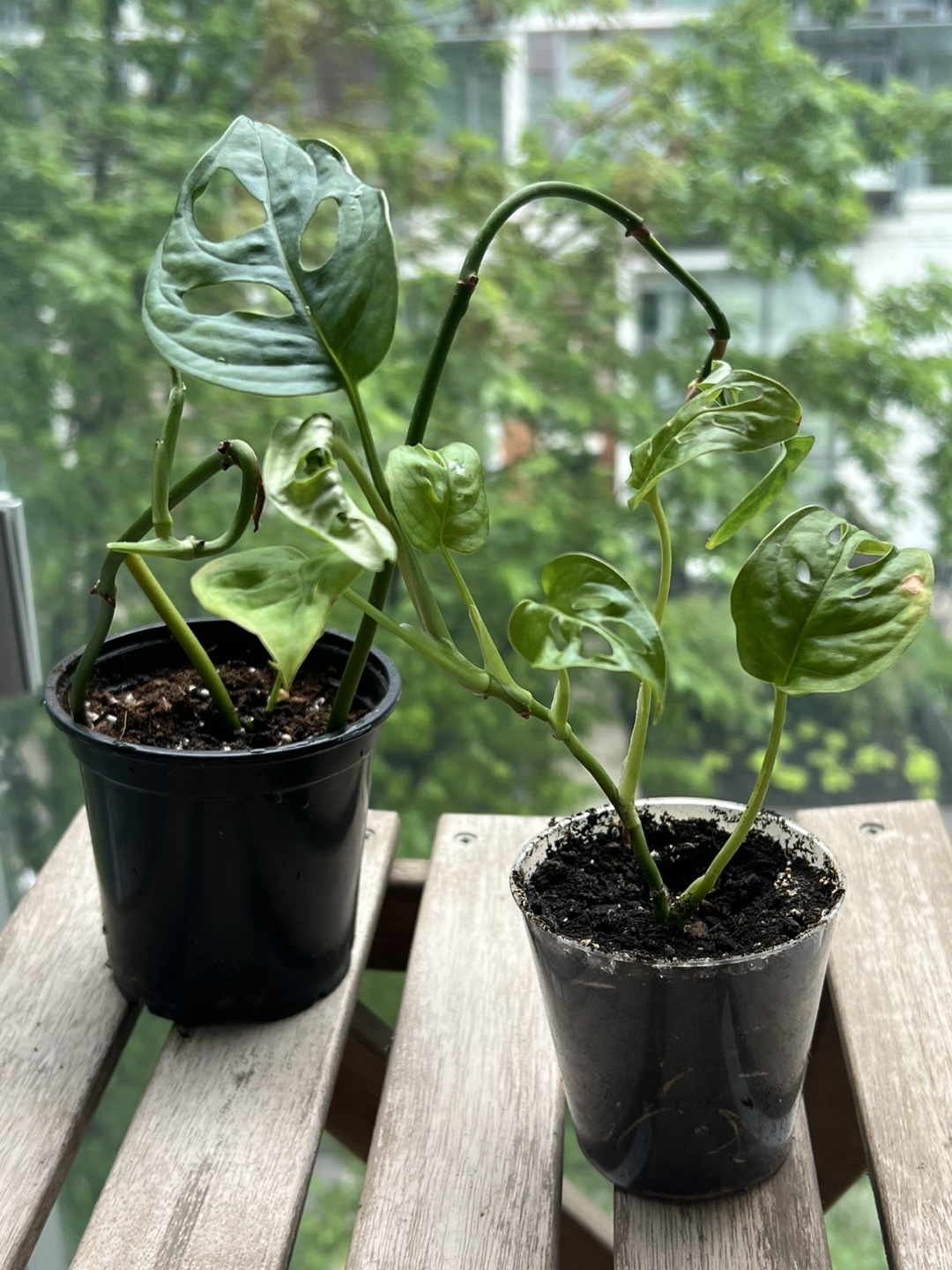 2 potted plants - Monstera Adansonii Plant