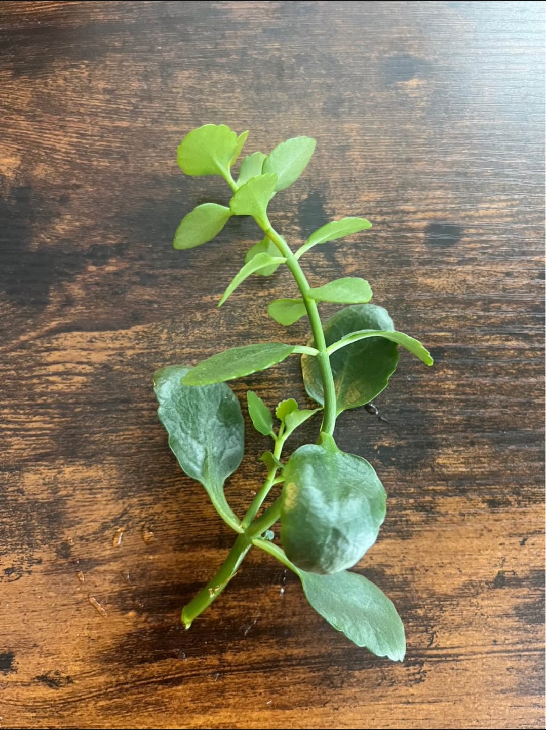3 for 10$ Kalanchoe cutting
