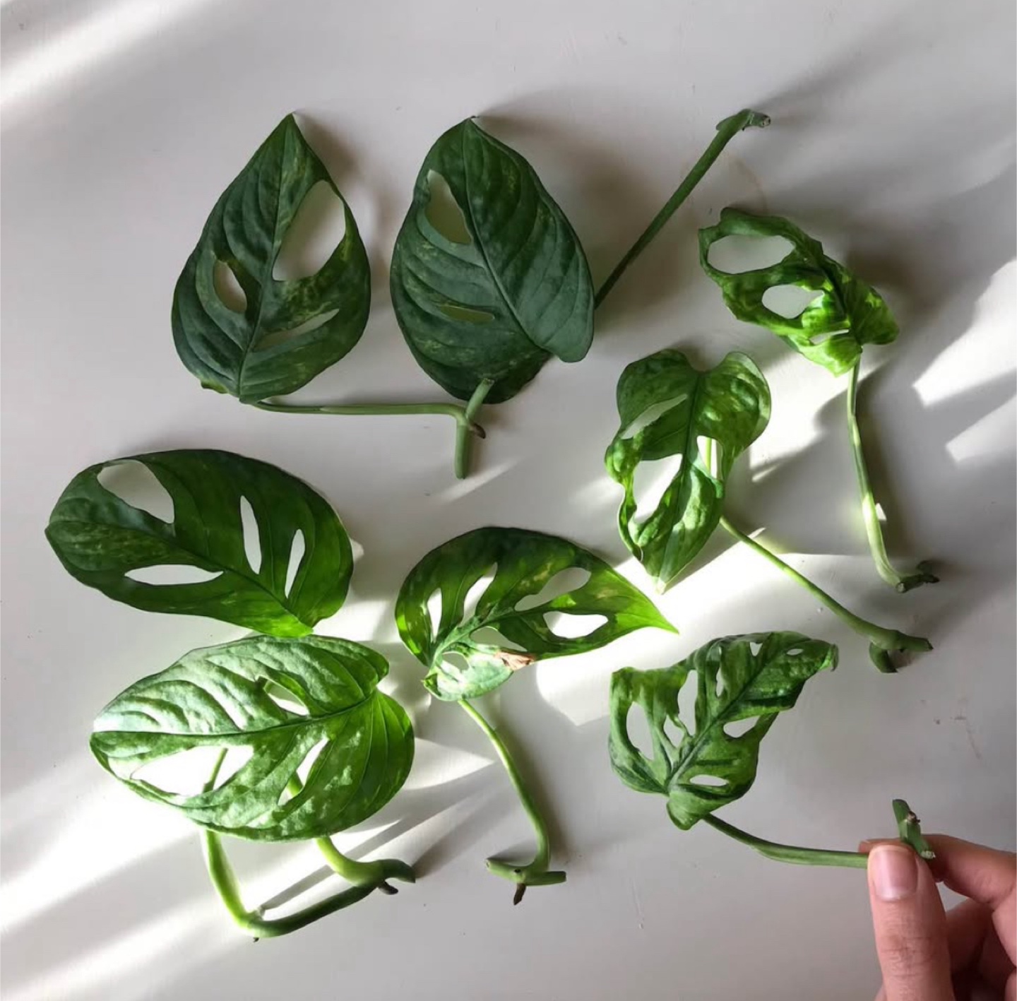 3 for 10$ Monstera Adansonii cuttings