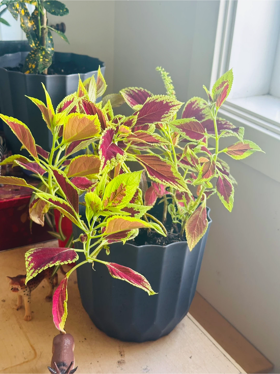 Assorted Potted Plants - Houseplants