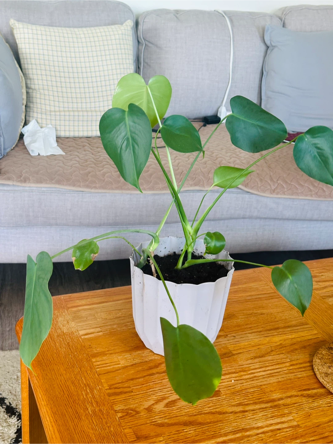 Assorted Potted Plants - Houseplants - photo 2