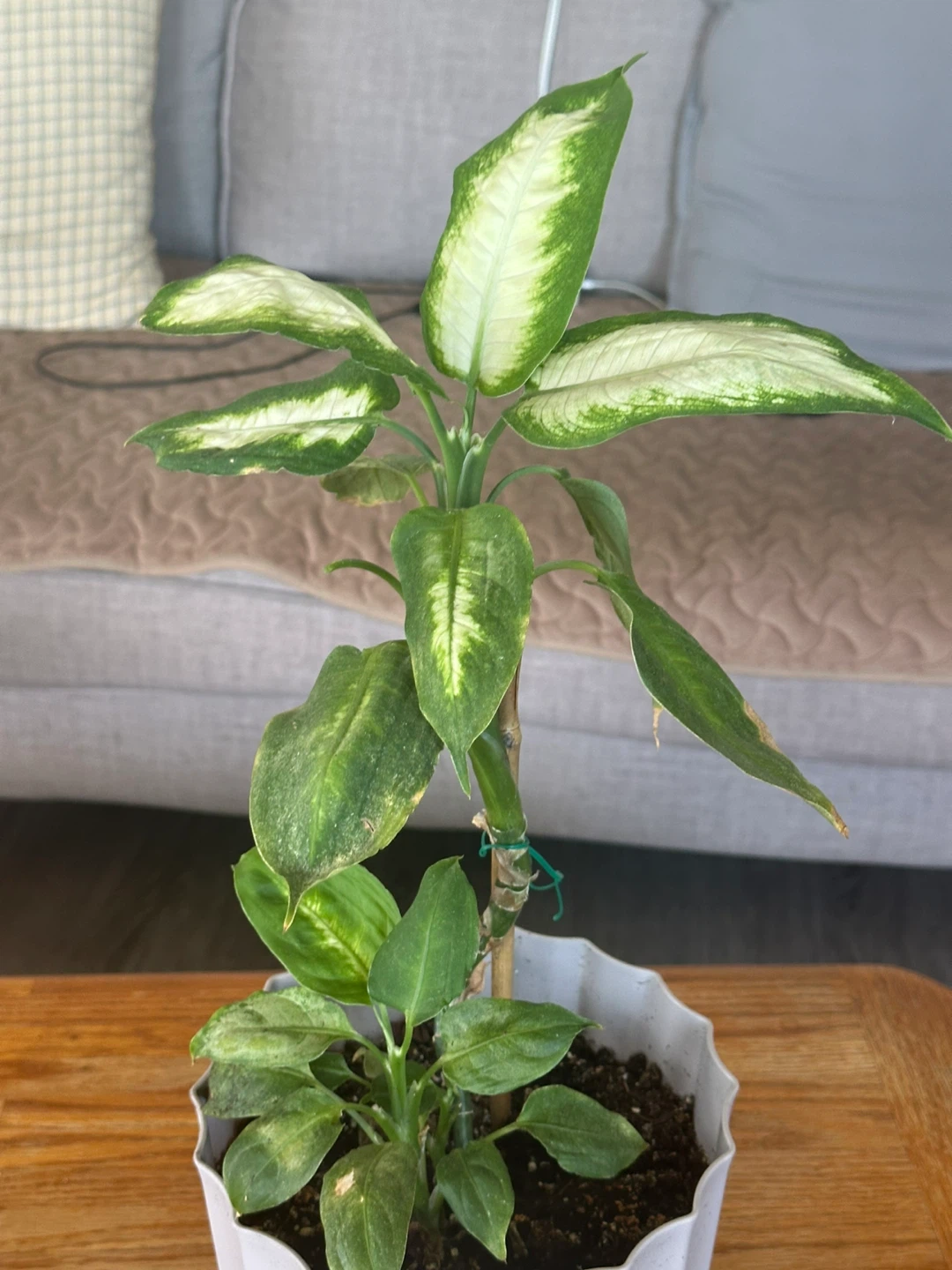 Assorted Potted Plants - Houseplants - photo 3