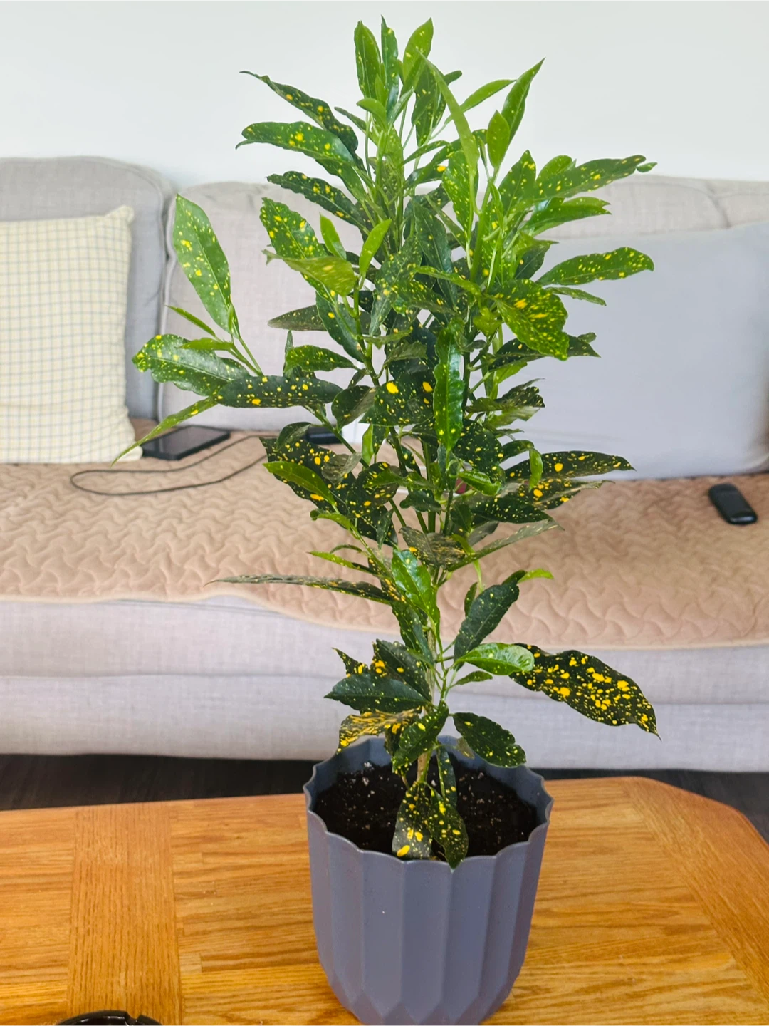 Assorted Potted Plants - Houseplants - photo 4