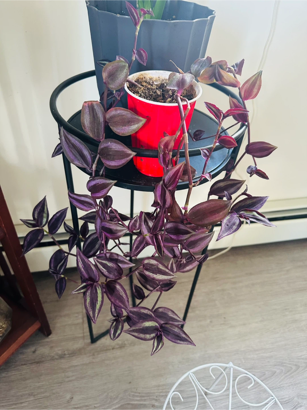 Assorted Potted Plants - Houseplants - photo 5