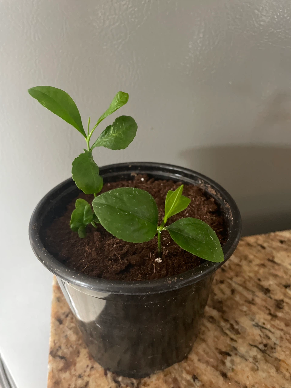 Young Lemon Tree Saplings