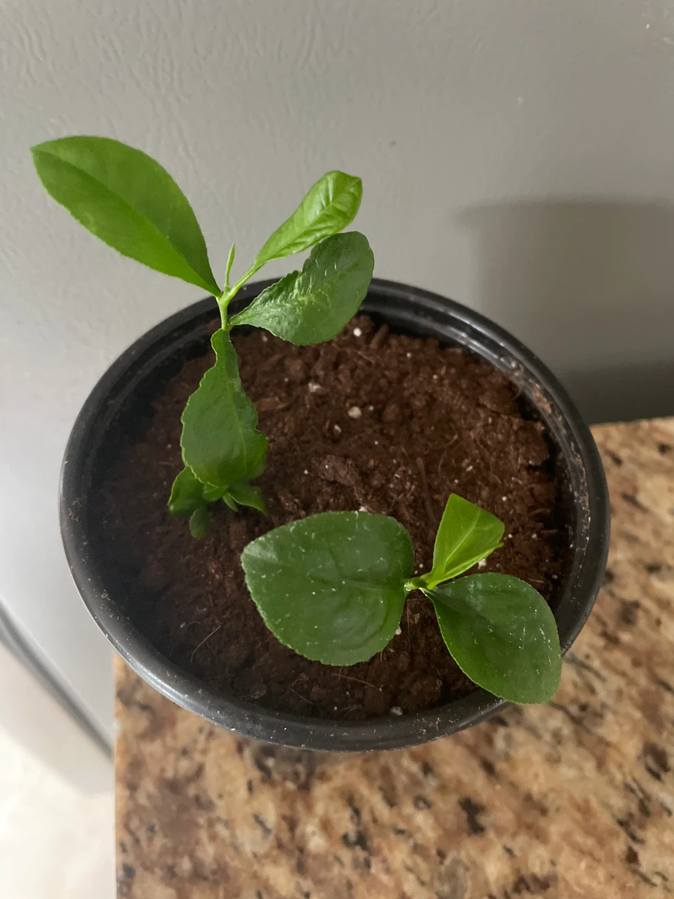 Young Lemon Tree Saplings - photo 2